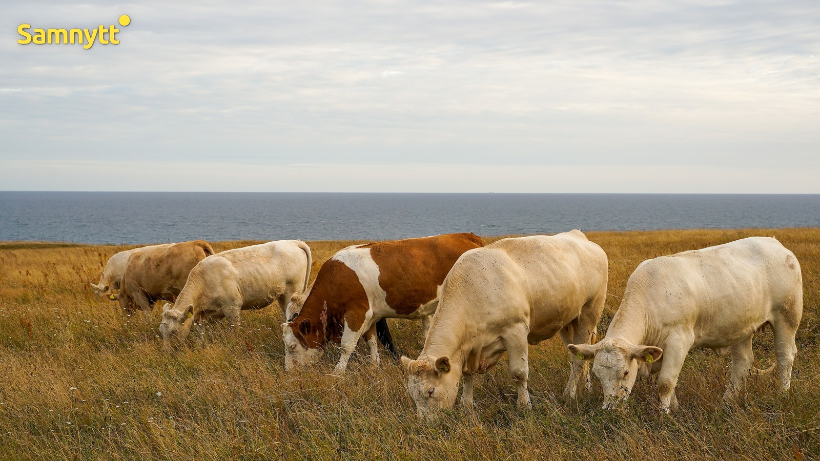 Nötkreatur betar på en torr äng vid havet nära Ales stenar i Skåne