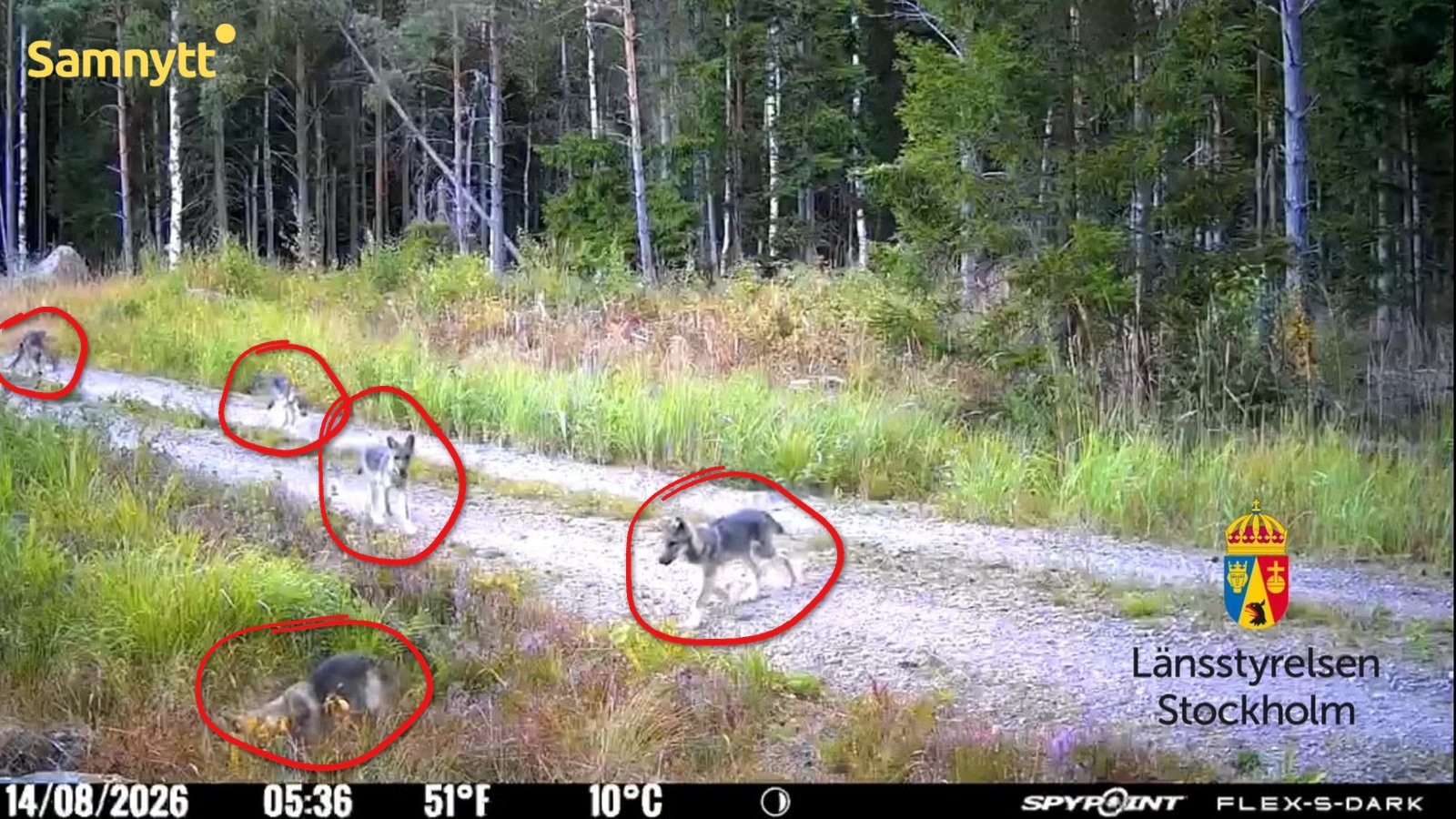 Fem vargvalpar på en grusväg i skogen, inringade med röda ringar, i en bild från länsstyrelsens viltkamera.