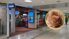 Artikelbild för artikeln: Råttlarm på populära kafékedjan