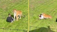 Artikelbild för artikeln: Man hoppade ner till tiger i djurpark – dödades inför vittnen