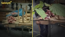 Artikelbild för artikeln: Elevernas slöjdbänkar blev slaktbord för lammkött
