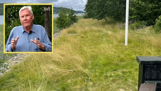 Artikelbild för artikeln Kommunen förbjuder Olle att klippa gräsmattan – riskerar 25 000 i vite
