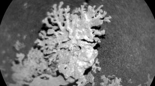 Artikelbild för artikeln NASA visar ”korall”-liknande sten på Mars