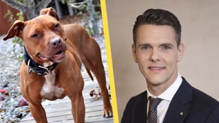 Artikelbild för artikeln Förslag: Förbjud kamphundar