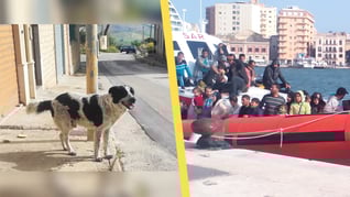 Artikelbild för artikeln Migrant slaktade hund på gatan - skulle äta upp den