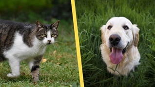 Artikelbild för artikeln Ny lag gör husdjur till fullvärdiga familjemedlemmar