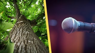 Artikelbild för artikeln Kommun lägger halv miljon på att spela in trädljud: "Bra investering"