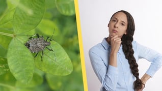 Artikelbild för artikeln Alltfler lider av biofobi