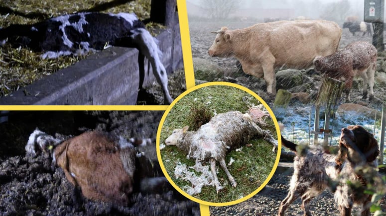 Artikelbild för artikeln: Kor och får hittades döda – nu åtalas bonde för djurplågeri