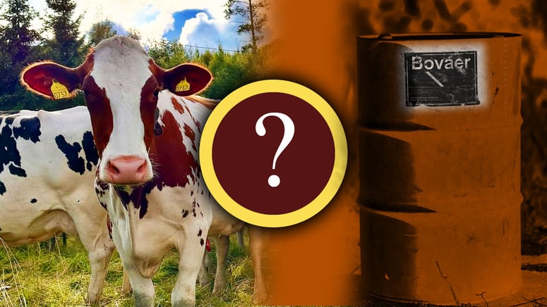 Artikelbild för artikeln: Kor kollapsar av klimatfodret Bovaer i Danmark – oron sprider sig till Sverige