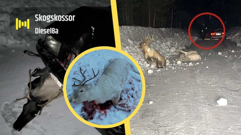 Artikelbild för artikeln: Skrattade när de plågade ihjäl renar – "Jag är en djurvän"