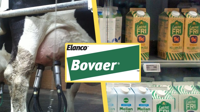 Artikelbild för artikeln: Sista klimatmjölken skrotas – Bovaer på väg bort från Sverige