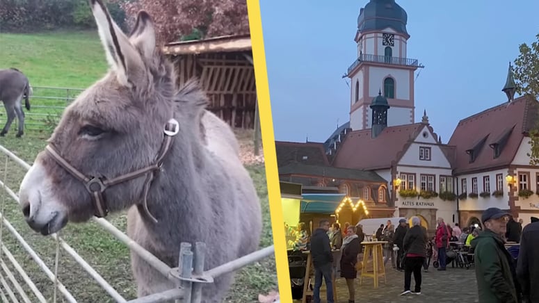 Artikelbild för artikeln: Julmarknad vandaliserad och djur attackerade