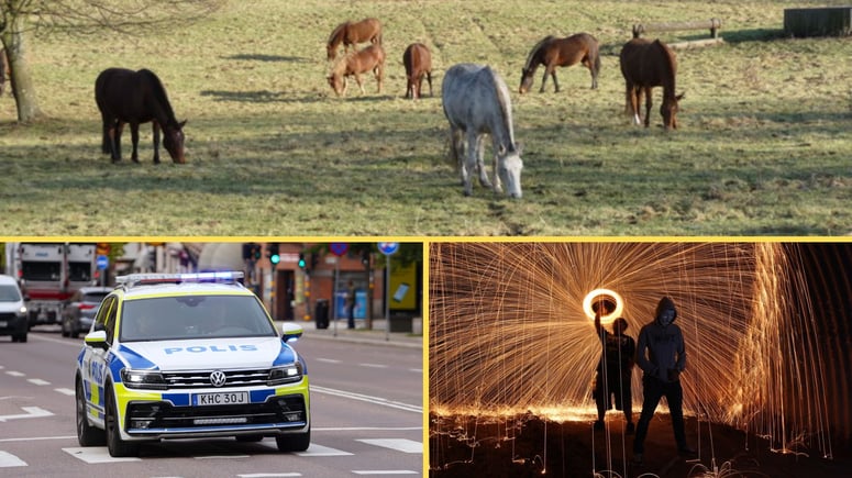 Artikelbild för artikeln: Bilister sköt raketer mot hästar