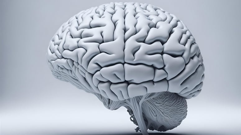 Artikelbild för artikeln: Ny forskning visar fyra avgörande åldrar för hjärnan