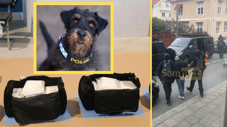 Artikelbild för artikeln: Polishunden Ivan är gängens värsta fiende - stoppar narkotika och mord