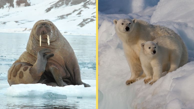 Artikelbild för artikeln: Fetare och friskare isbjörnar på Svalbard