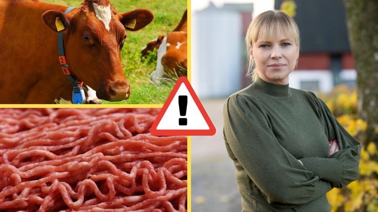 Artikelbild för artikeln: Lantbrukarna: Brist på nötkött kan lösas med rätt politik