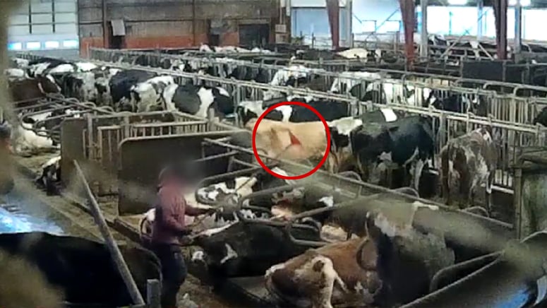 Artikelbild för artikeln: Ukrainare döms för grovt djurplågeri på en Arlagård – sparkade och stampade på kor