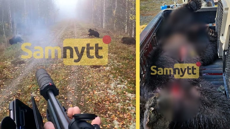 Artikelbild för artikeln: Norrmän plågade ihjäl svenska björnar – tre döms till fängelse