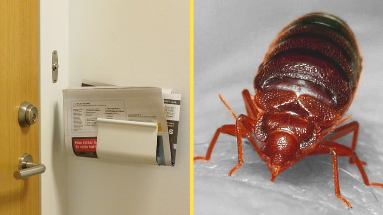 Artikelbild för artikeln: Svartuthyrning och vägglöss - tvingas sälja bostadsrätt