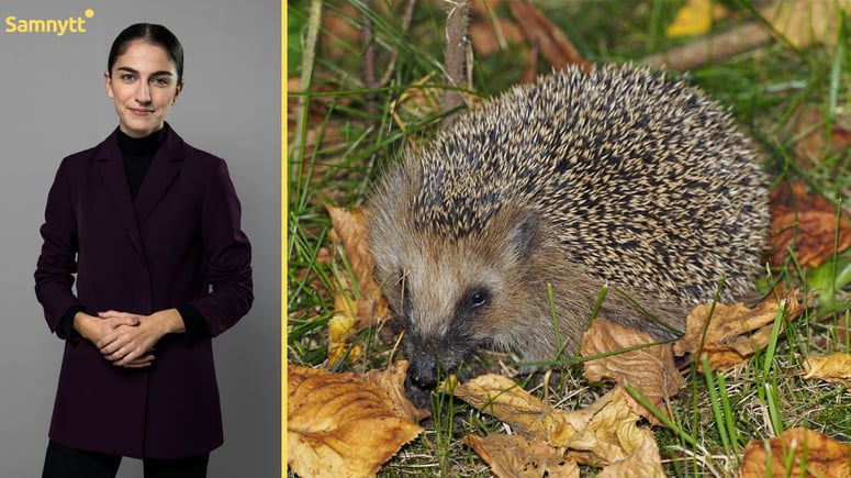 Artikelbild för artikeln: Regeringen: Igelkotten blir fridlyst