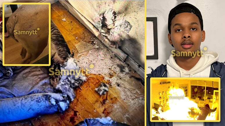Artikelbild för artikeln: Ayub kastade in handgranat i villa som dödade familjs hund - slipper fängelse