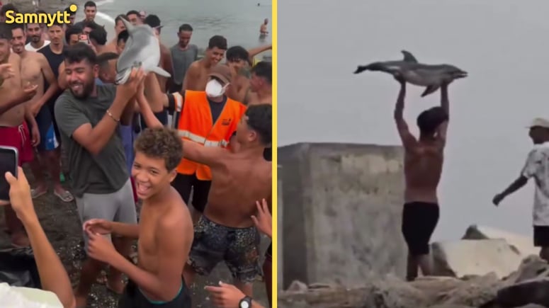 Artikelbild för artikeln: Migranter slår ihjäl delfin i Ceuta