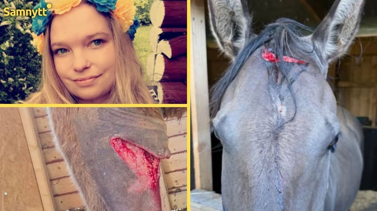 Artikelbild för artikeln: SD-politiker fick hästar knivskurna: "Du ska dö rasistjävel"