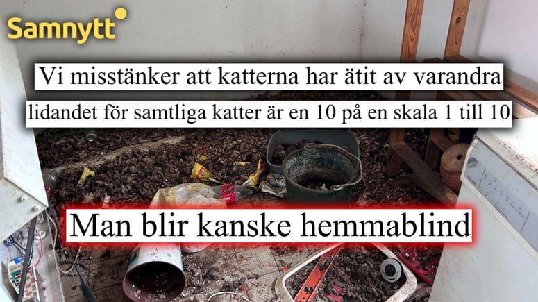 Artikelbild för artikeln: Hade 13 katter - lät dem äta av varandra och leva i sin avföring