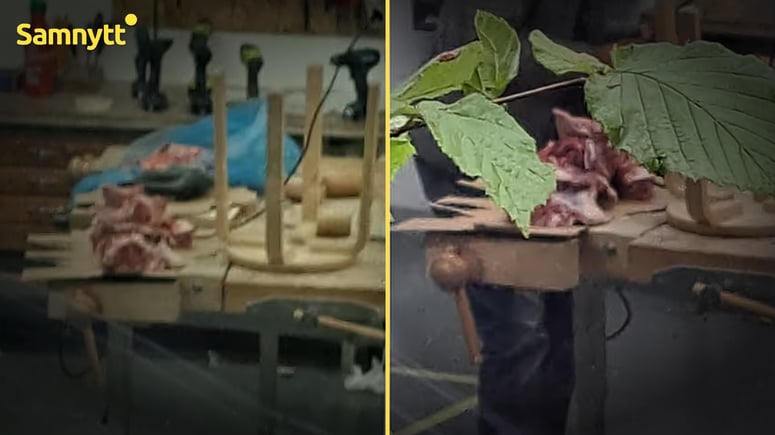 Artikelbild för artikeln: Elevernas slöjdbänkar blev slaktbord för lammkött