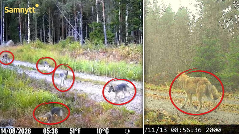 Artikelbild för artikeln: Stor vargfamilj har slagit sig ner i Stockholms län