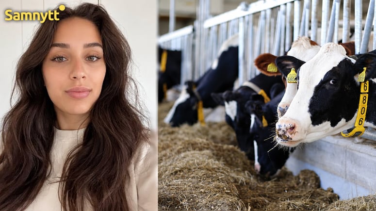 Artikelbild för artikeln: Dansk politiker kräver stopp för Bovaer – vägrar offra kornas hälsa för klimatmålen